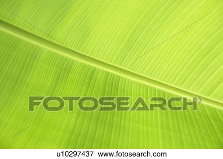 Stock Photo - Plants, Green? Leaves, Leaves, Leaf, Veins, Plant. Fotosearch
