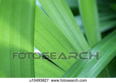 Stock Photo - Plants, Growing, Exuberating, Green? Leaves, Leaves, Veins. Fotosearch