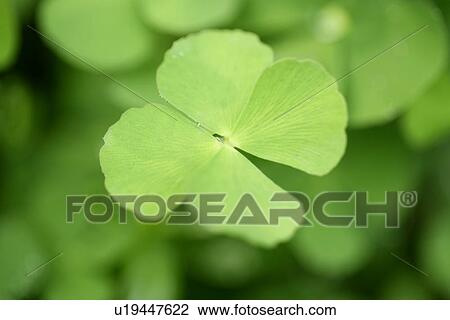 Stock Image - Plants, Leaf, Green? Leaves, Leaves, Exuberating, Cool. Fotosearch
