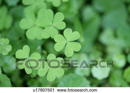 Stock Image - Plants, Leaves, Growing, Exuberating, Veins, Cool, Green? Leaves. Fotosearch