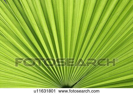 Plants, Plant, Leaf, Coconuts, Exuberating, Veins View Large Photo Image Stock Image - Plants, Plant, Leaf, Coconuts, Exuberating, Veins. Fotosearch