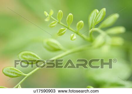 Scrambling, Vein, Leaves, Plant, Cool, Exuberating View Large Photo Image Stock Image - Scrambling, Vein, Leaves, Plant, Cool, Exuberating. Fotosearch