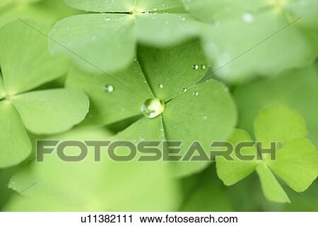 Stock Image - Vein, Exuberating, Growing, Plants, Leaves, Plant. Fotosearch