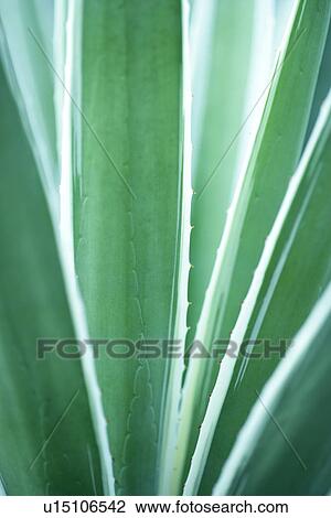Vein, Exuberating, Leaf, Plant, Plants, Cool View Large Photo Image Stock Image - Vein, Exuberating, Leaf, Plant, Plants, Cool. Fotosearch
