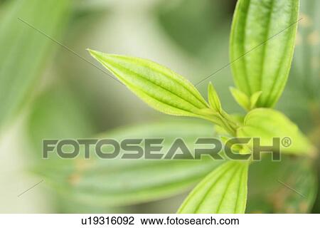 Vein, Growing, Exuberating, Sprout, Plant, Cool View Large Photo Image Stock Image - Vein, Growing, Exuberating, Sprout, Plant, Cool. Fotosearch
