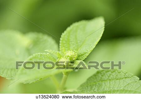Stock Image - Vein, Leaves, Leaf, Flowers, Plant, Bud, Green? Leaves. Fotosearch