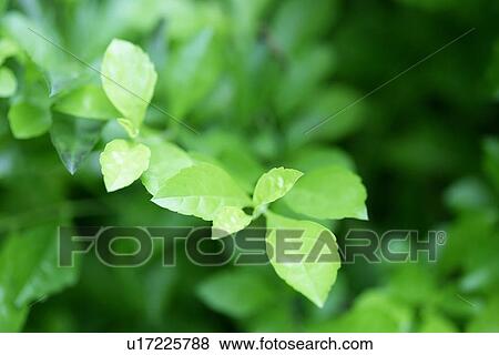 Veins, Green? Leaves, Leaf, Vein, Exuberating, Growing View Large Photo Image Stock Photo - Veins, Green? Leaves, Leaf, Vein, Exuberating, Growing. Fotosearch