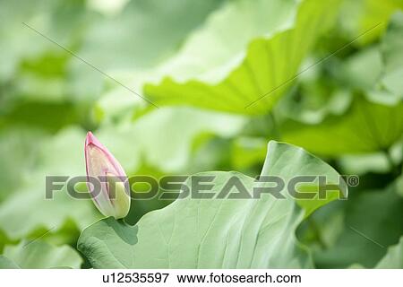 Veins, Lotus leaves, Leaf, Plants, Lotus pond, Lotus, Bud View Large Photo Image Stock Photo - Veins, Lotus leaves, Leaf, Plants, Lotus pond, Lotus, Bud. Fotosearch