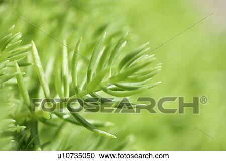 Veins, Plants, Plant, Growing, Leaf, Green? Leaves, Thorns View Large Photo Image Stock Image - Veins, Plants, Plant, Growing, Leaf, Green? Leaves, Thorns. Fotosearch
