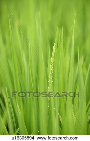 Veins, Rice field, Green? Leaves, Leaves, Field View Large Photo Image Picture - Veins, Rice field, Green? Leaves, Leaves, Field. Fotosearch