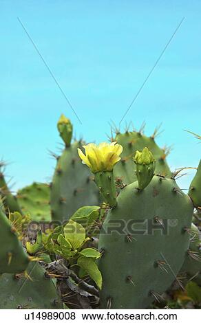 Stock Photo - Blooming cactus near ocean. Fotosearch