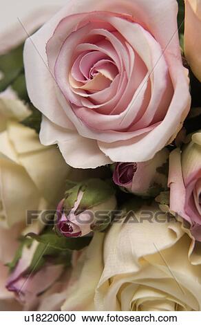 Bridal bouquet View Large Photo Image Stock Image - Bridal bouquet. Fotosearch