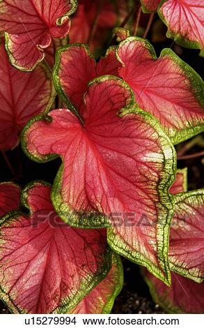 Picture - Coleus plant. Fotosearch