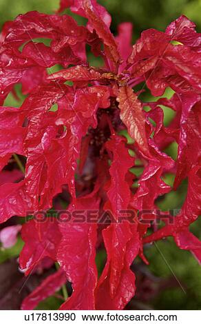 Coleus View Large Photo Image Stock Image - Coleus. Fotosearch