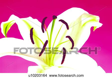Easter lily View Large Photo Image Picture - Easter lily. Fotosearch