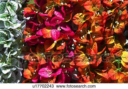 Flower lei background View Large Photo Image Stock Image - Flower lei background. Fotosearch