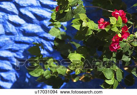 Picture - Flowers growing near wall. Fotosearch