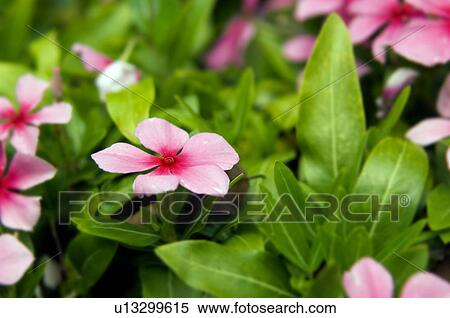Impatiens View Large Photo Image Stock Photography - Impatiens. Fotosearch