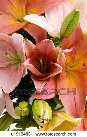 Lillies View Large Photo Image Stock Image - Lillies. Fotosearch