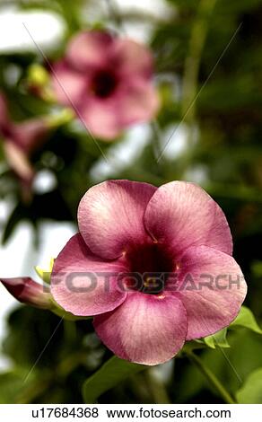Stock Photo - Pink bloom. Fotosearch