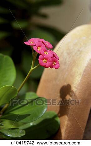 Stock Image - Pink flower. Fotosearch