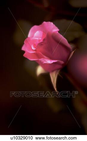 Stock Image - Pink rose. Fotosearch