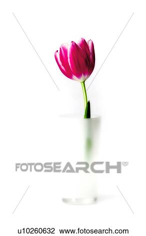 Stock Image - Pink tulip. Fotosearch