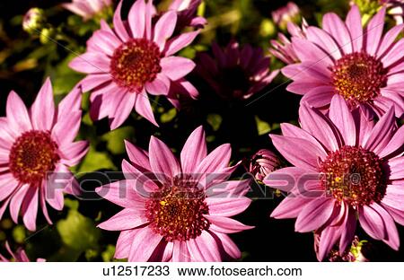 Stock Image - Purple coneflowers. Fotosearch