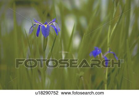 Purple iris View Large Photo Image Stock Image - Purple iris. Fotosearch