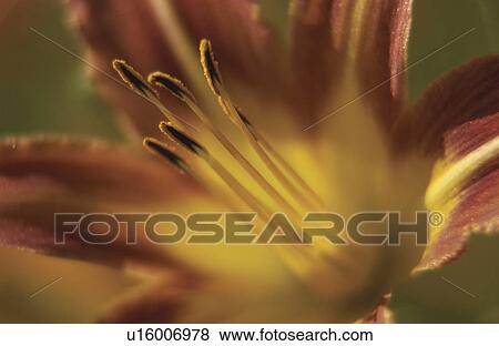 Red yellow lillies View Large Photo Image Stock Photo - Red yellow lillies. Fotosearch