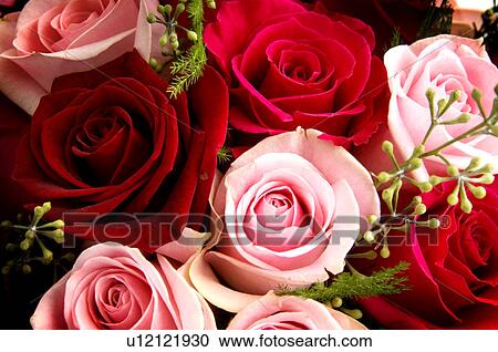 Roses View Large Photo Image Stock Image - Roses. Fotosearch