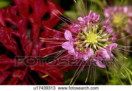 Spider plant View Large Photo Image Stock Image - Spider plant. Fotosearch