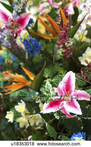 Tropical flower bouquet pattern View Large Photo Image Stock Photo - Tropical flower bouquet pattern. Fotosearch