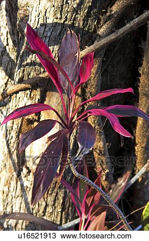 Stock Image - Tropical flower. Fotosearch