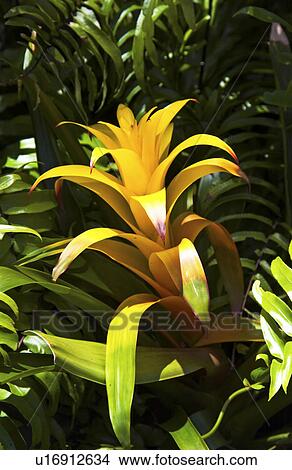 Tropical plant View Large Photo Image Picture - Tropical plant. Fotosearch