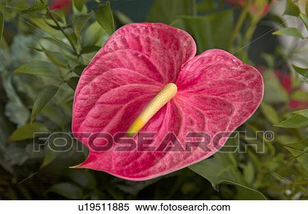 Tropical plant View Large Photo Image Stock Photography - Tropical plant. Fotosearch