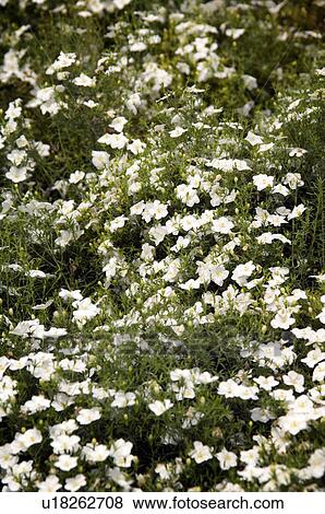 Stock Photo - White flowers. Fotosearch