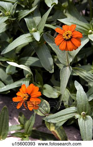 Zinnias View Large Photo Image Stock Image - Zinnias. Fotosearch