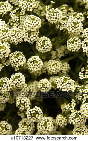 Stock Photo - Alyssum. Fotosearch