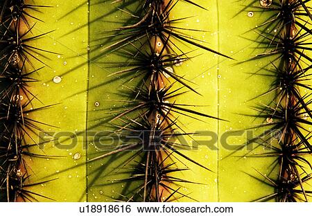 Stock Photograph - Cactus pattern. Fotosearch