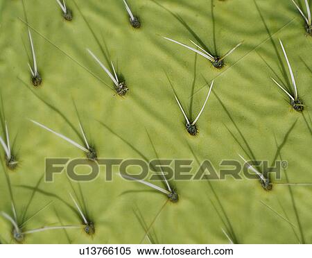 Stock Photography - Cactus pattern. Fotosearch
