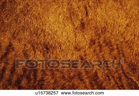 Stock Photo - Cow skin texture. Fotosearch