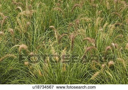 Decorative grass View Large Photo Image Stock Photo - Decorative grass. Fotosearch