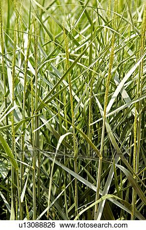 Stock Photograph - Decorative grass. Fotosearch