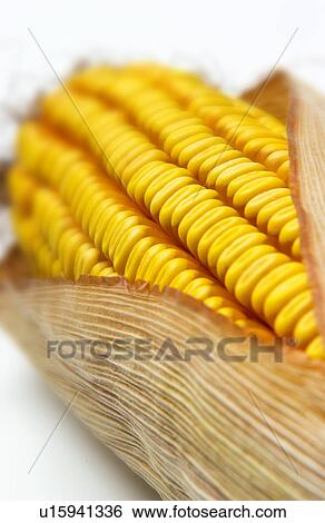 Stock Photograph - Field corn. Fotosearch