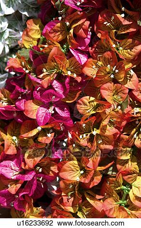 Stock Image - Flower lei background. Fotosearch