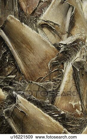 Palm tree texture View Large Photo Image Stock Photo - Palm tree texture. Fotosearch