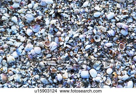 Seashell pattern View Large Photo Image Picture - Seashell pattern. Fotosearch