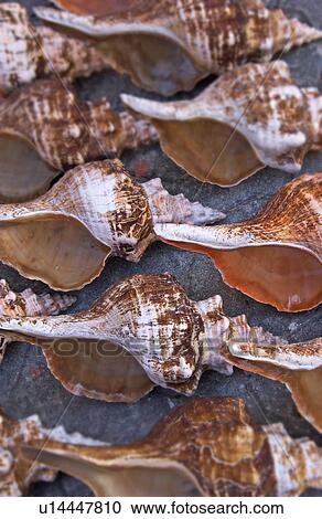 Stock Image - Seashells. Fotosearch