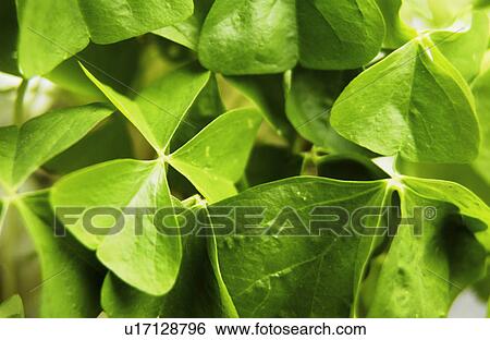 Shamrock plant View Large Photo Image Stock Photograph - Shamrock plant. Fotosearch